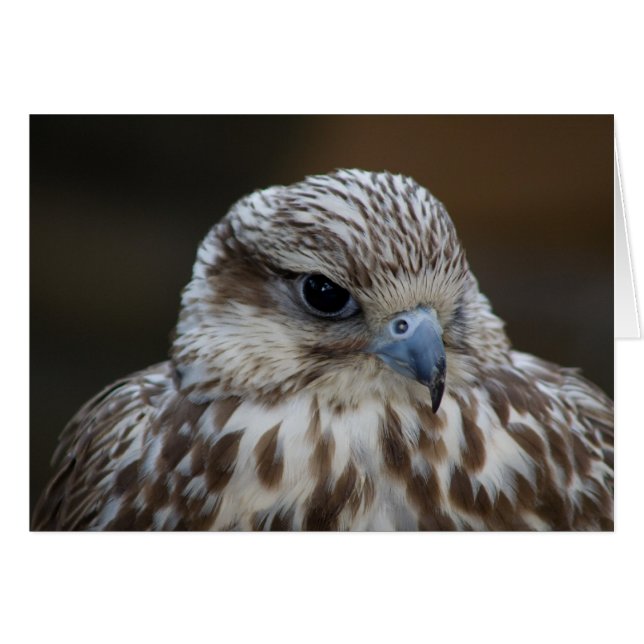 Falco cherrug Portrait (Front Horizontal)