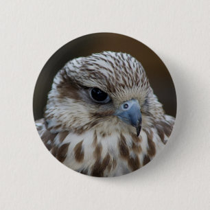 Falco cherrug Portrait 6 Cm Round Badge