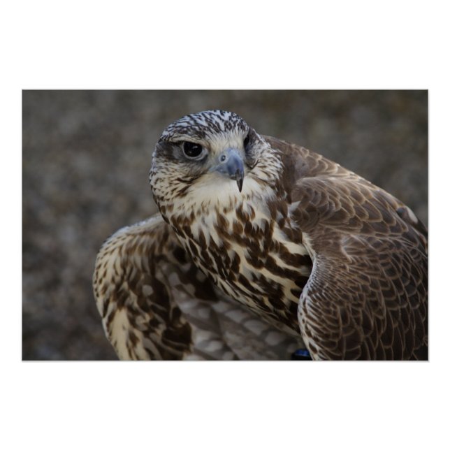 Falco cherrug poster (Front)