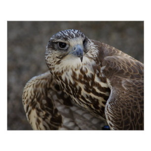 Falco cherrug poster