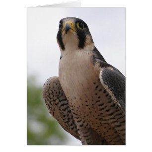 Falcon