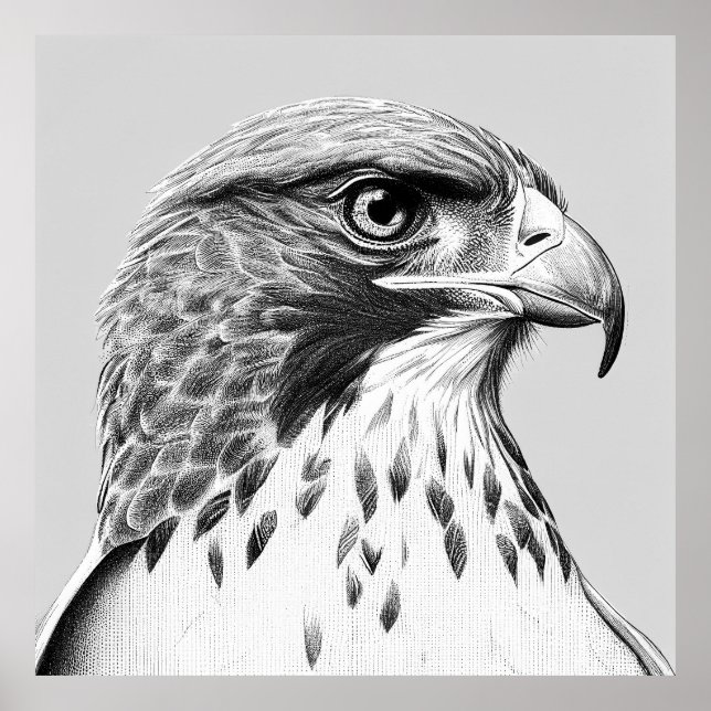 Falcon Bird Wild Nature Animal Illustration Art Poster (Front)