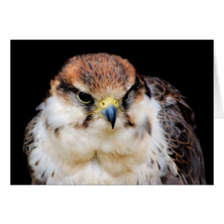 Falcon Card