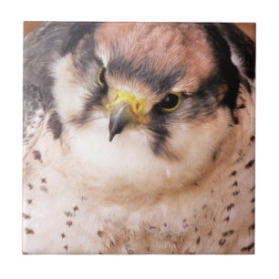 FALCON CERAMIC TILE