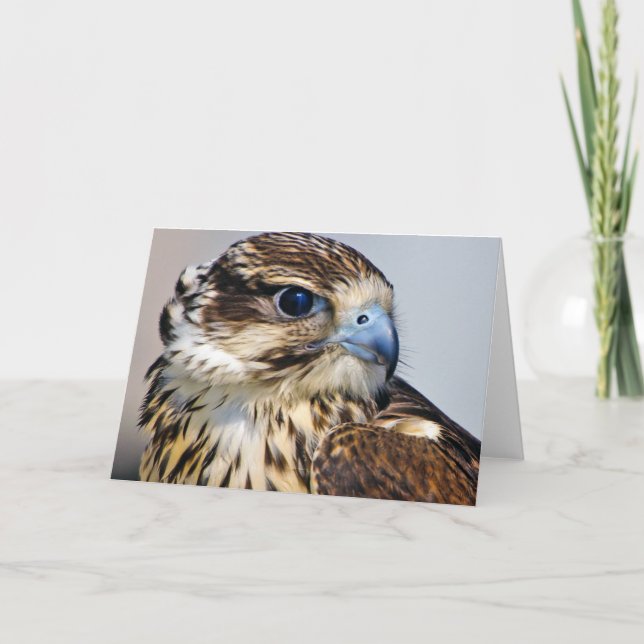 Falcon Close Up in Profile Card (Front)