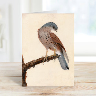 Falcon Hen Kestrel   William Lewin Card