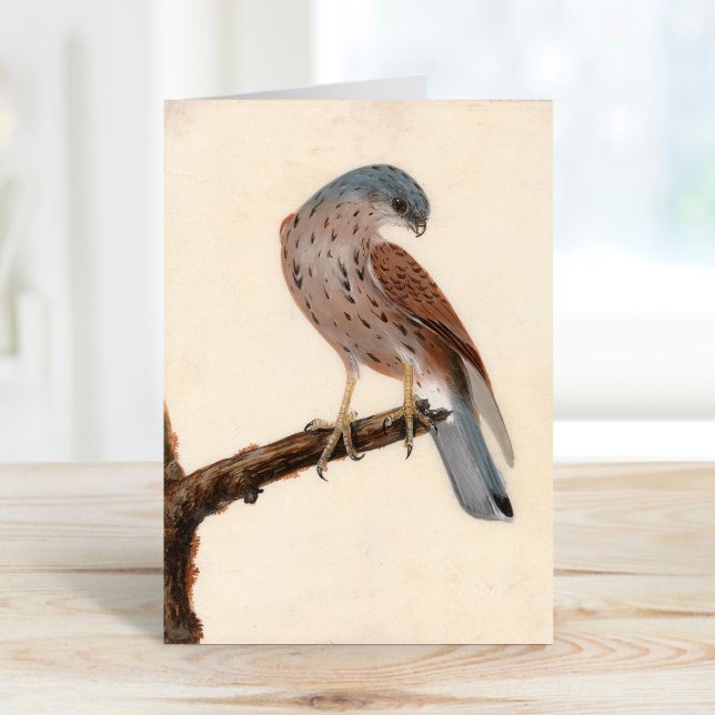 Falcon Hen Kestrel | William Lewin Card (Creator Uploaded)