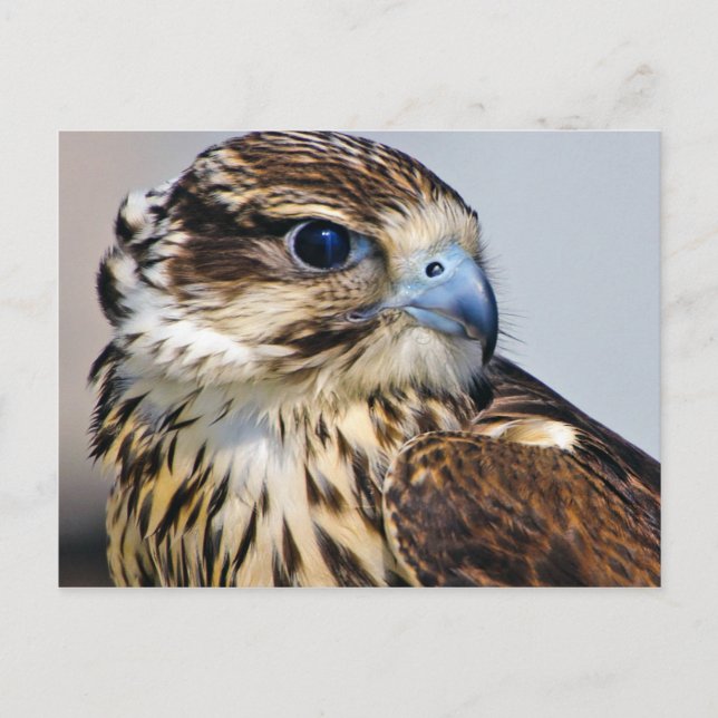 Falcon in Profile Postcard (Front)