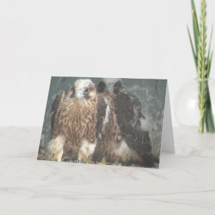 Falcon note card