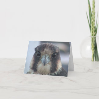 Falcon notecard