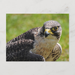 falcon postcard