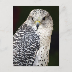 Falcon Postcard