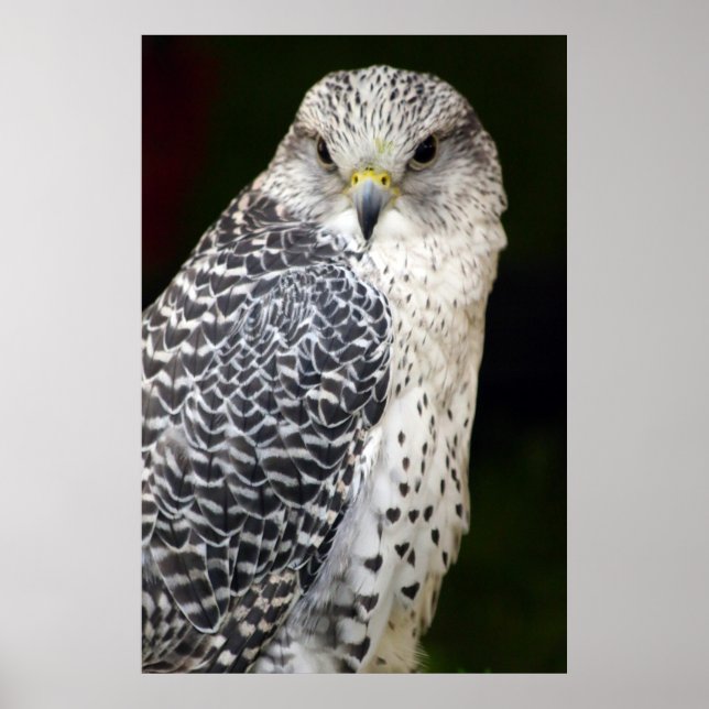 Falcon Poster (Front)