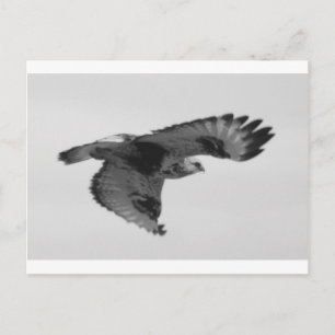 FalconInFlight Postcard