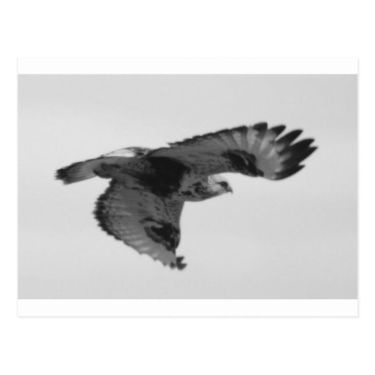 FalconInFlight Postcard