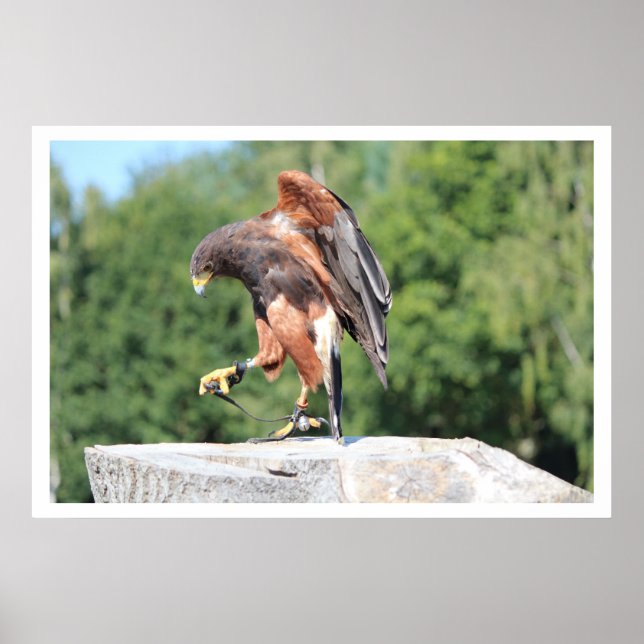 Falconry Harris Hawk with Jesses Poster (Front)