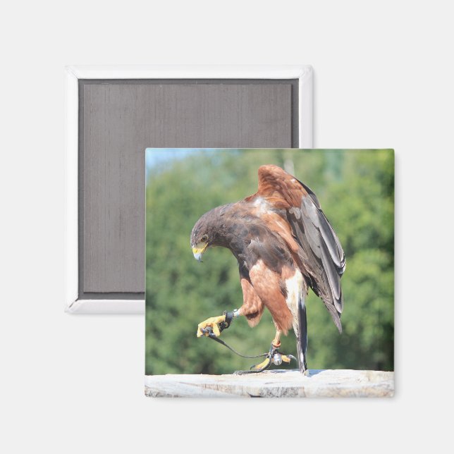 Falconry, Jessed Harris Hawk Magnet (Front/Back)