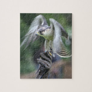 Falconry Jigsaw Puzzle