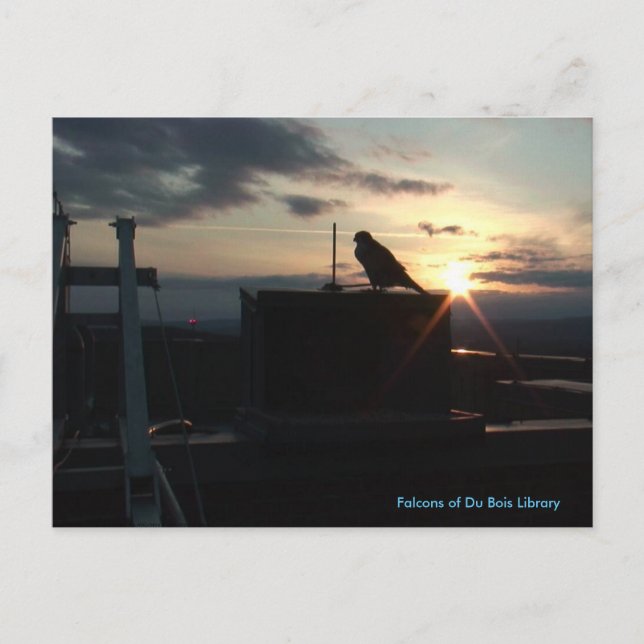 Falcons of Du Bois Library postcard (Front)