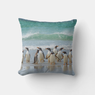 Falkland Islands. Saunders Island. Gentoo Cushion