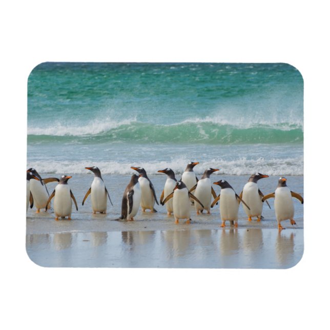 Falkland Islands. Saunders Island. Gentoo Magnet (Horizontal)
