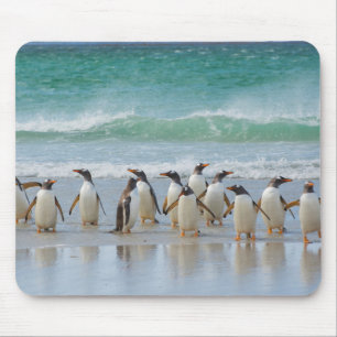 Falkland Islands. Saunders Island. Gentoo Mouse Pad
