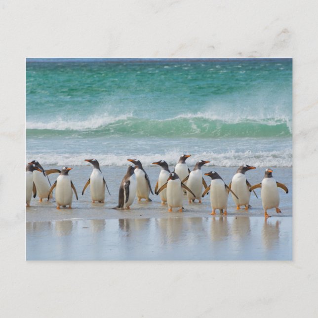 Falkland Islands. Saunders Island. Gentoo Postcard (Front)