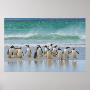 Falkland Islands. Saunders Island. Gentoo Poster