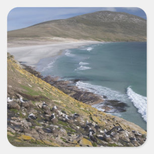 Falkland Islands, West Falkland, Saunders Square Sticker