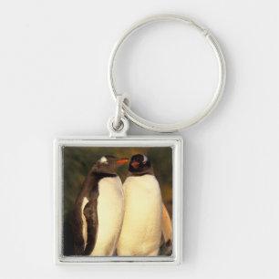 Falklands Islands. Gentoo Penguins. (Pyroscelis Key Ring