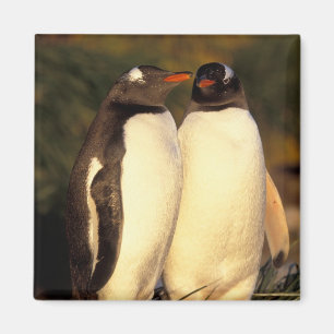 Falklands Islands. Gentoo Penguins. (Pyroscelis Magnet