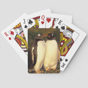 Falklands Islands. Gentoo Penguins.  (Pyroscelis Playing Cards