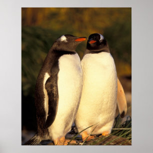 Falklands Islands. Gentoo Penguins. (Pyroscelis Poster