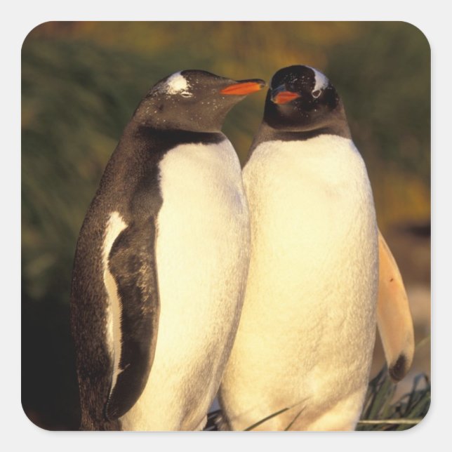 Falklands Islands. Gentoo Penguins.  (Pyroscelis Square Sticker (Front)
