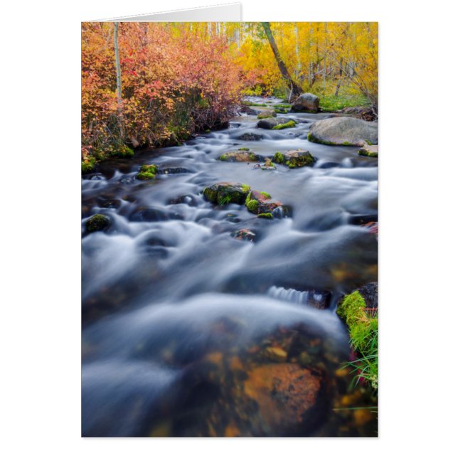 Fall along Lundy Creek, California (Front)
