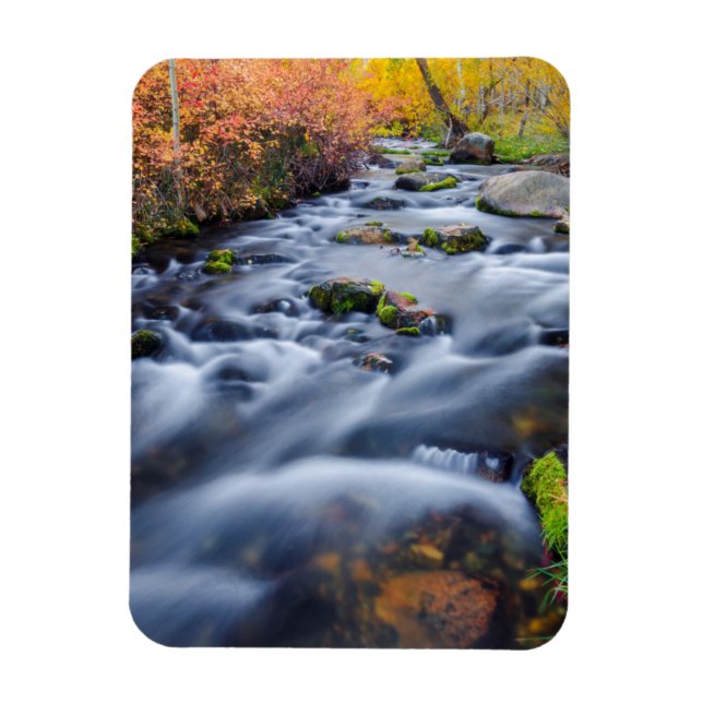 Fall along Lundy Creek, California Magnet (Vertical)