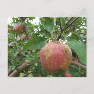 Fall Apple orchard Postcard