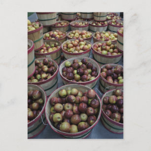Fall Apples Postcard