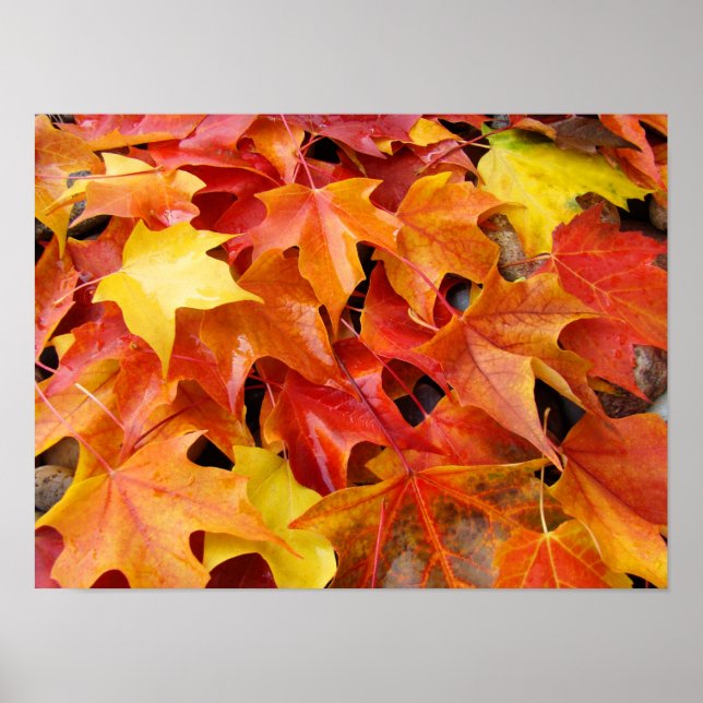 Fall Art prints Colourful bright Autumn Leaves (Front)