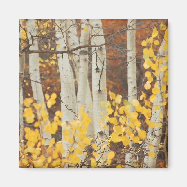 Fall Aspens Magnet (Front)