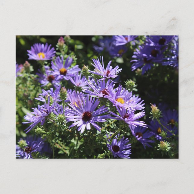 Fall Aster Postcard (Front)