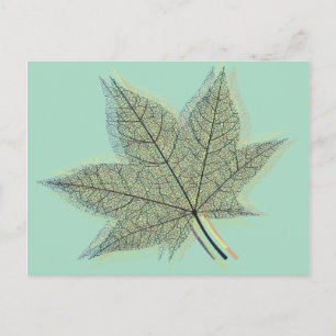 Fall Autumn Leaf Postcard