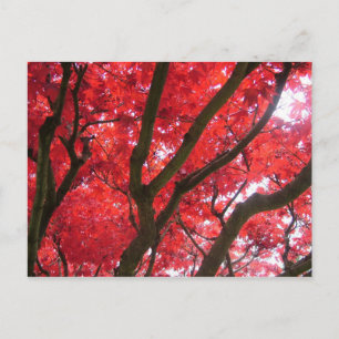 Fall, autumn, leaves postcard