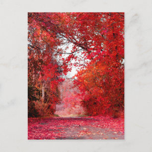 Fall Autumn Season Forest Park Shower Leaf Leaves Postcard