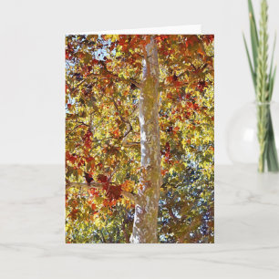 Fall Autumn Sycamore Tree Art Note Card
