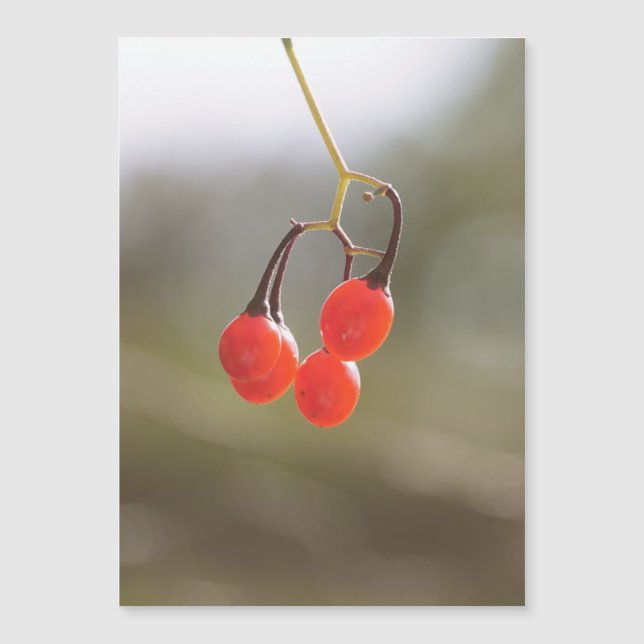 Fall Berries. (Front)