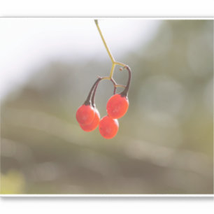 Fall Berries.