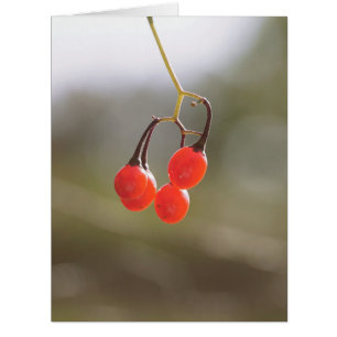 Fall Berries.