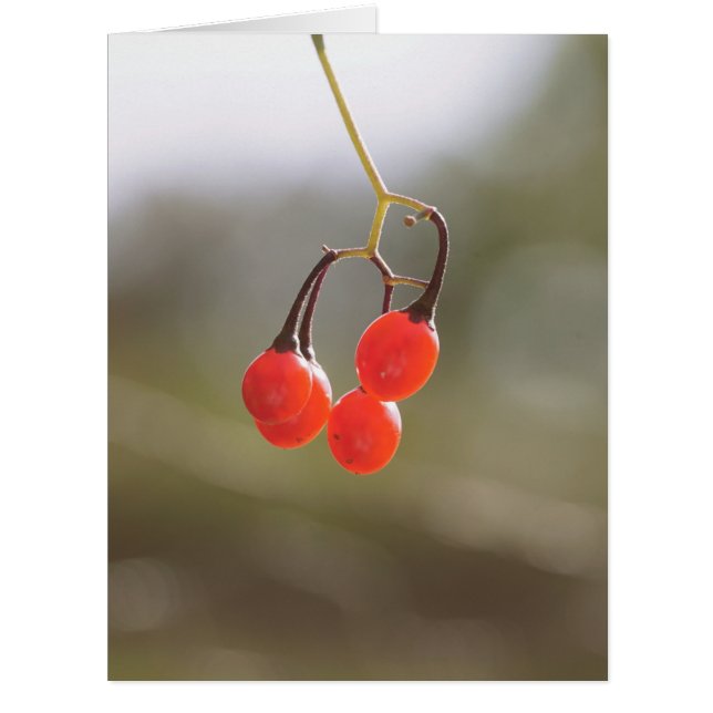 Fall Berries. (Front)