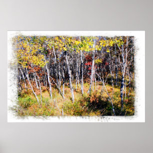 Fall Birch Forest Print